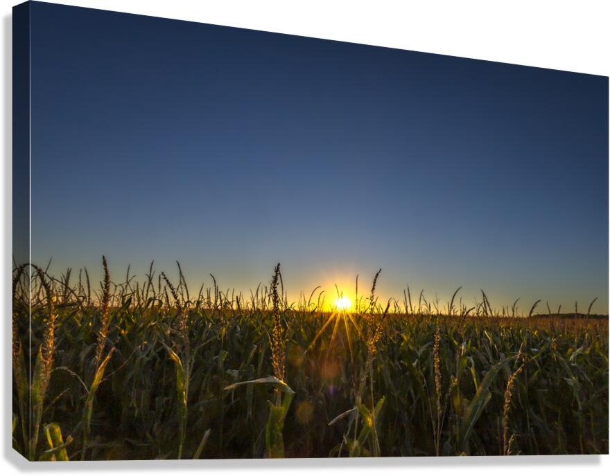 Sunset in the Cornfield Canvas Print