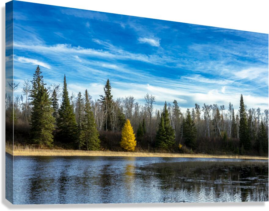 Lone Tamarack Tree Reflection Canvas Print