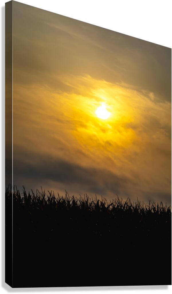 Hazy Sunrise Above Corn Field Canvas Print