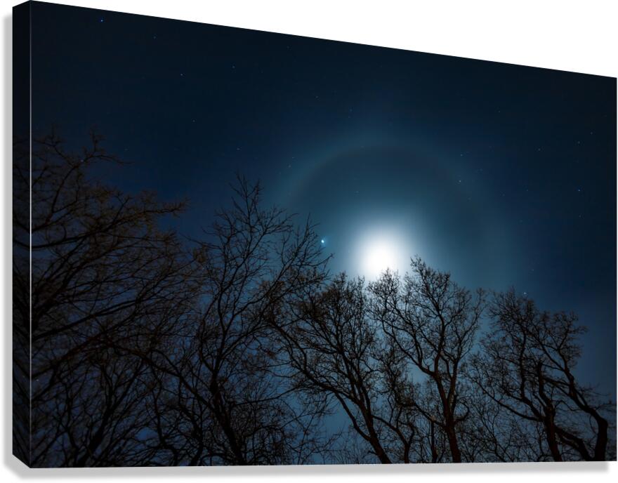 Moon Halo Above the Canopy Canvas Print