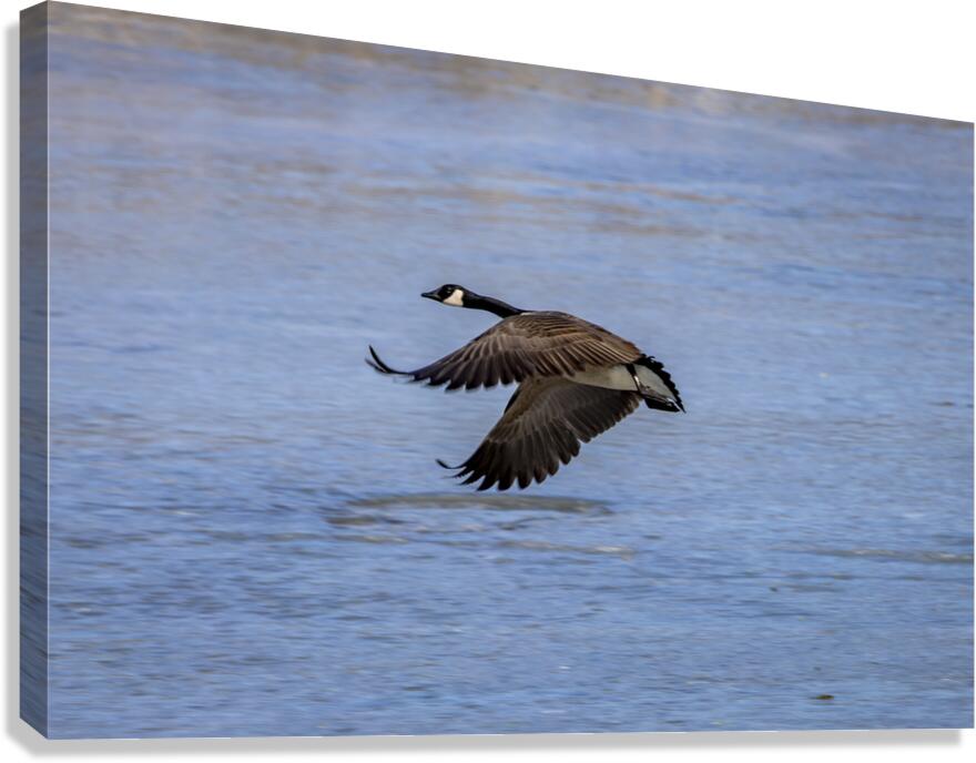 Goose in Flight Canvas Print