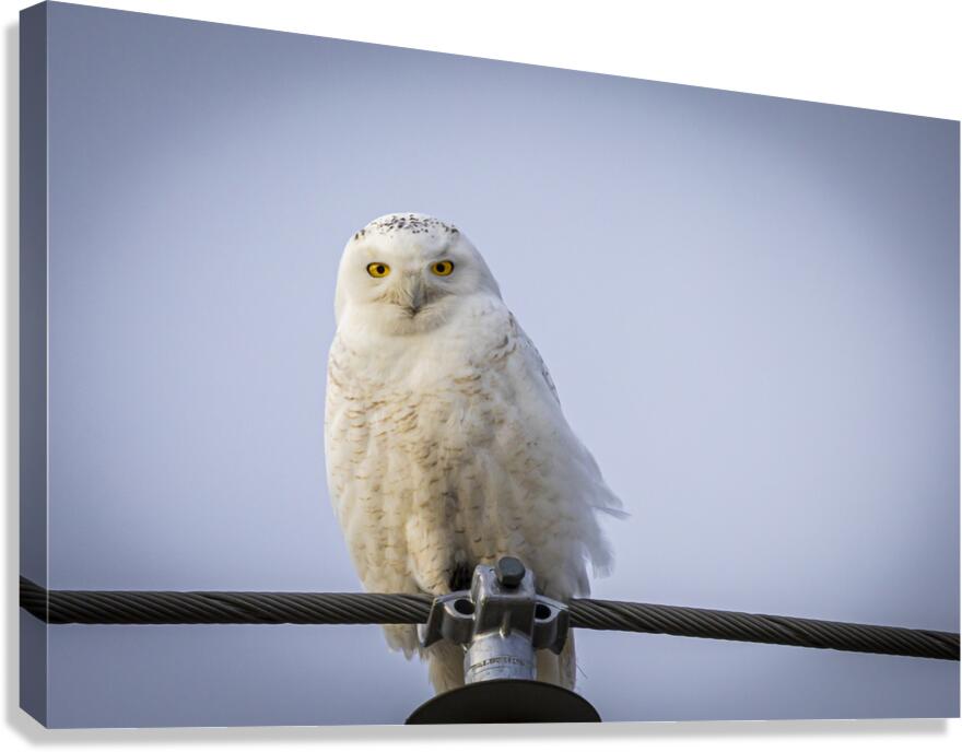 Snowy Owl Canvas Print