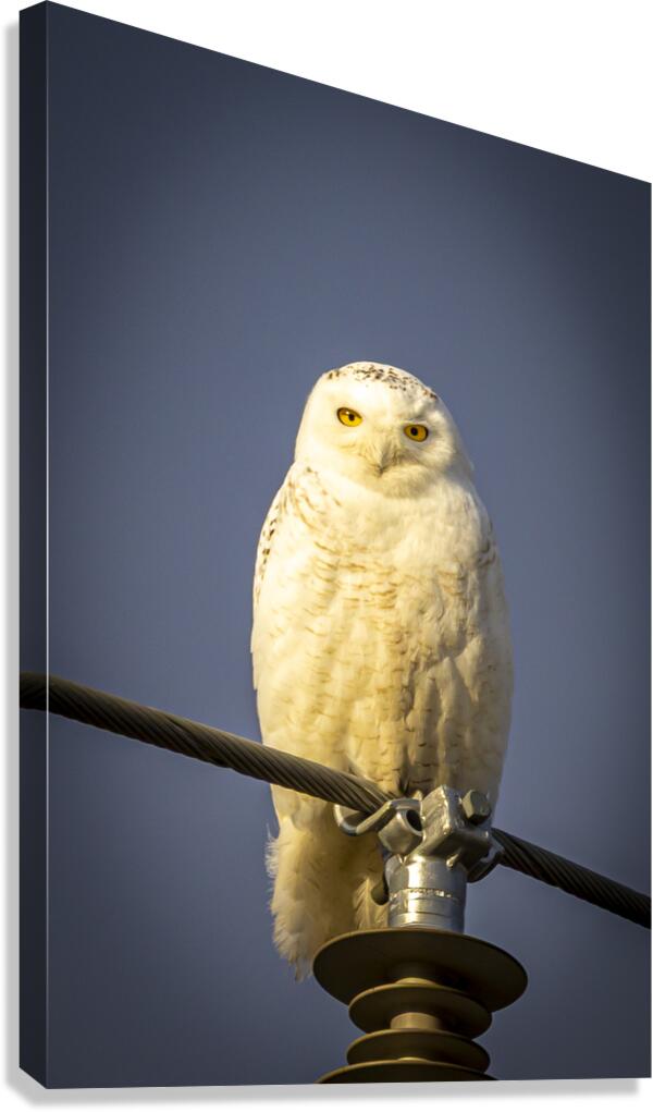 Snowy Owl in the Sun Canvas Print