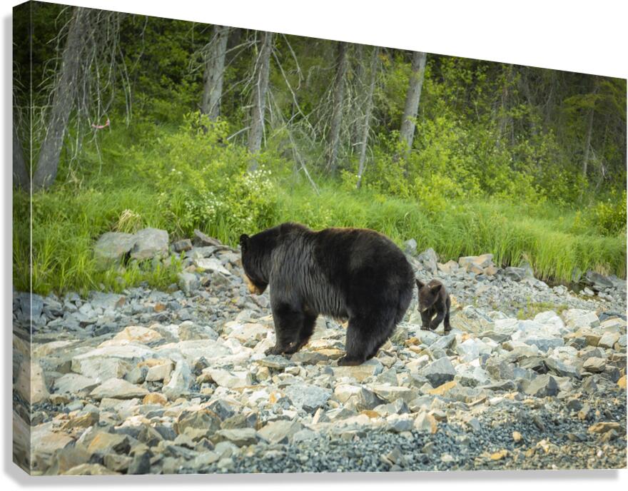 Mama Bear and its Cub Canvas Print
