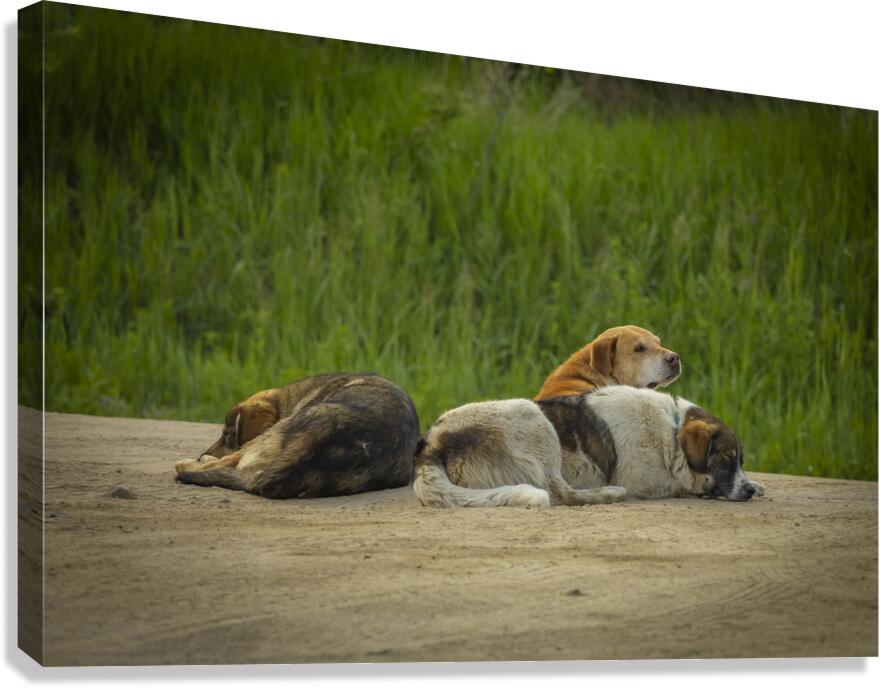 Rez Dogs Canvas Print