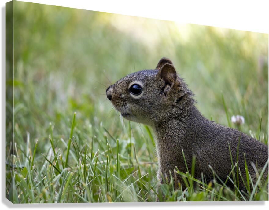 Squirrel Canvas Print