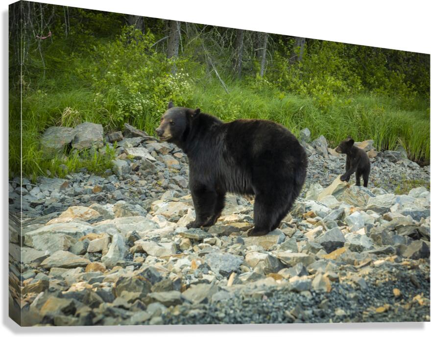 Mama Bear and its Cub Canvas Print