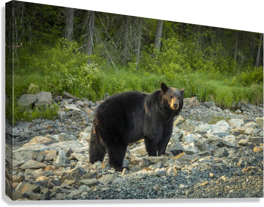 Mama Bear Canvas Print