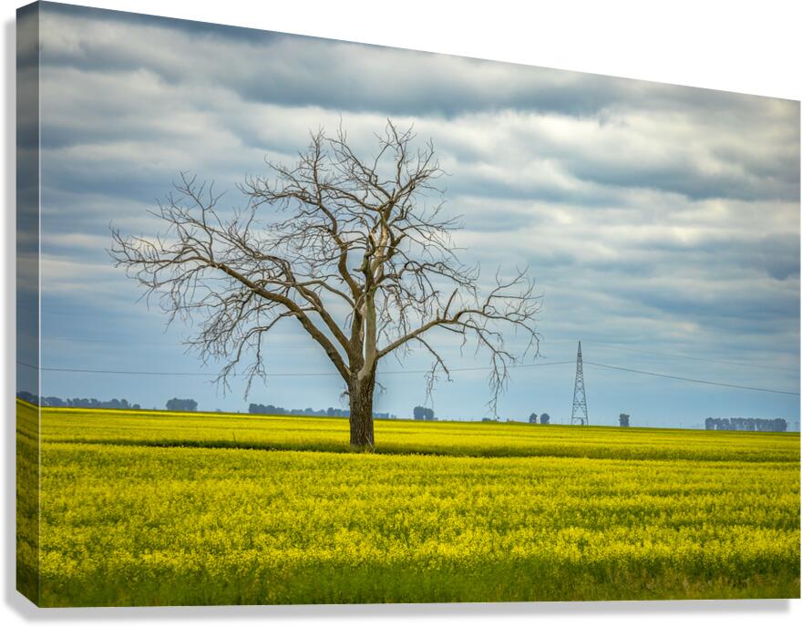 Solitude in Yellow Canvas Print