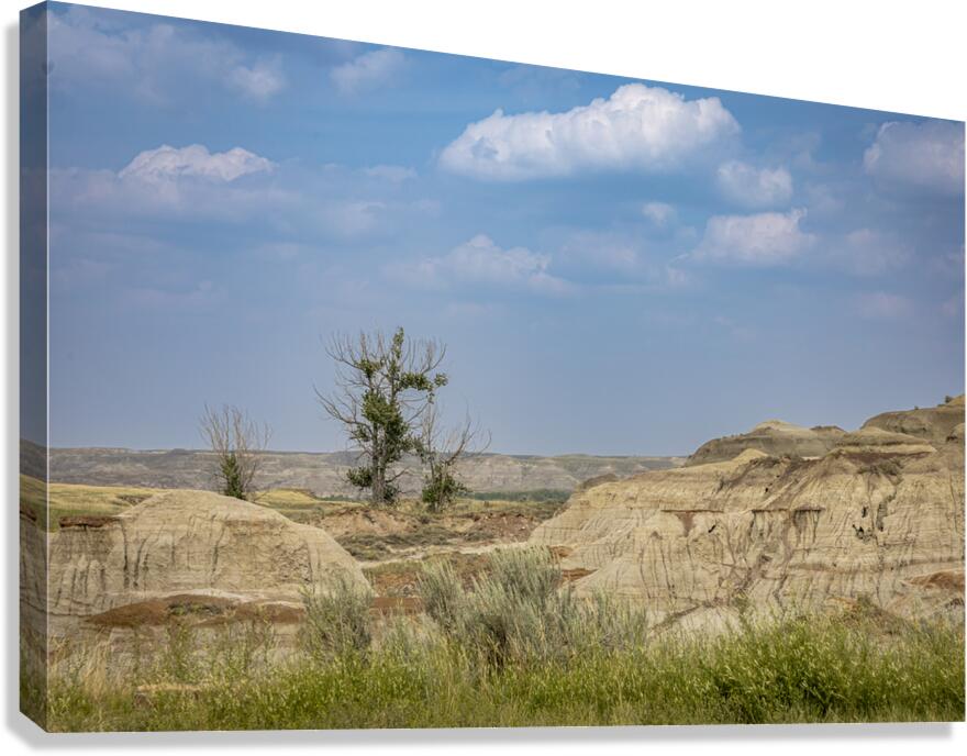 Lone Tree in the Badlands Canvas Print