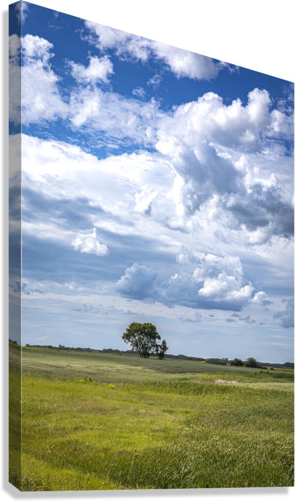 Lone Tree on a Cloudy Day Canvas Print