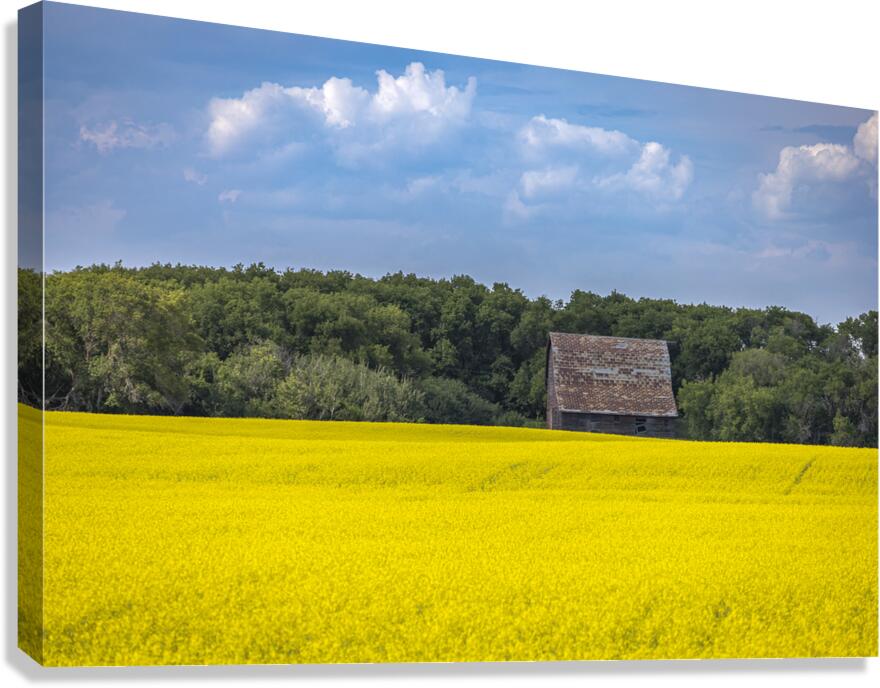 Old Barn and Canola Field Canvas Print