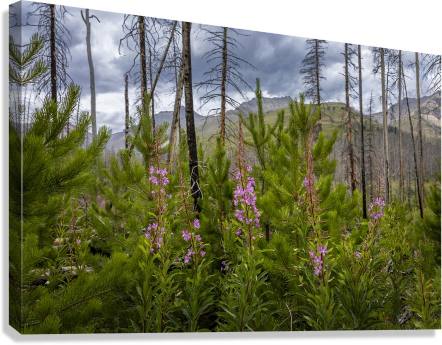 New Life Canvas Print