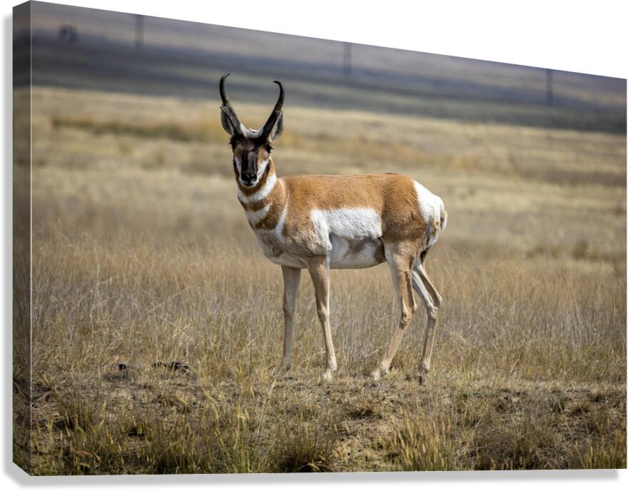 Pronghorn Antelope Canvas Print