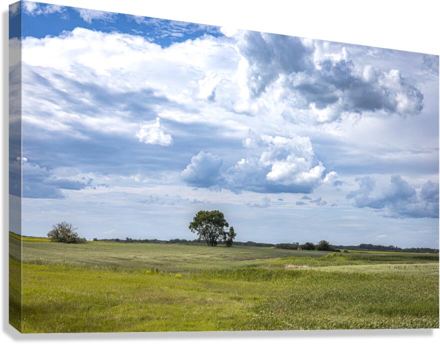 Lone Tree and Cloudy Sky Canvas Print