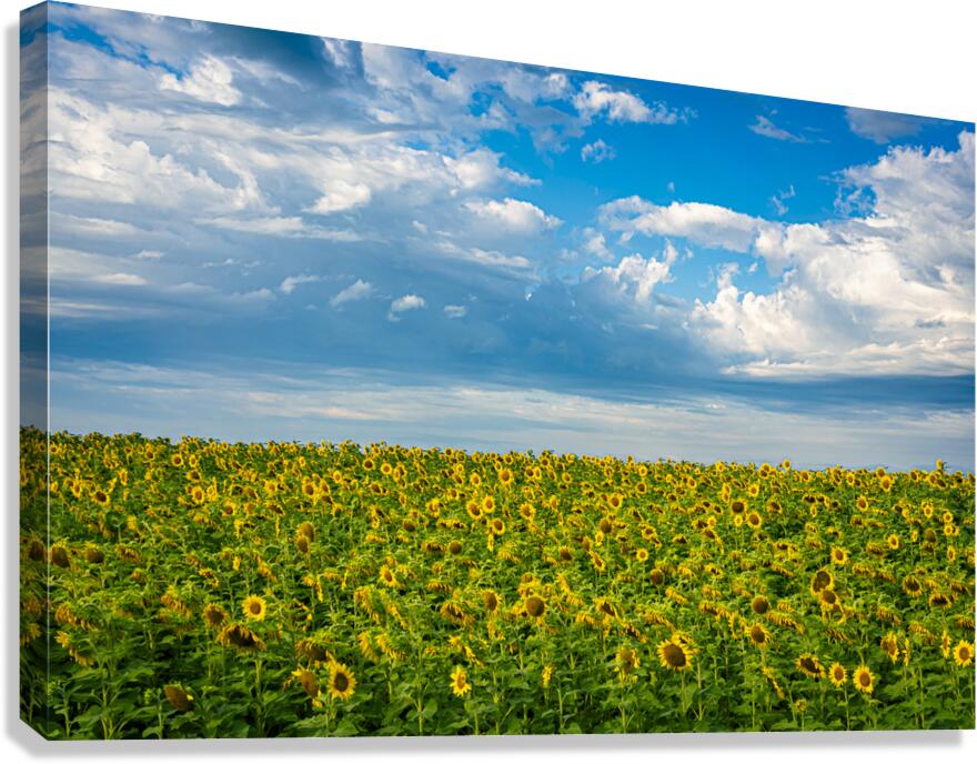 Sunflowers on a Cloudy Day Canvas Print