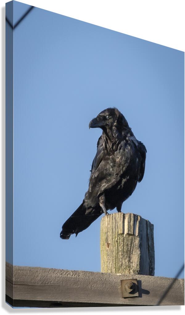 Raven on a Post Canvas Print