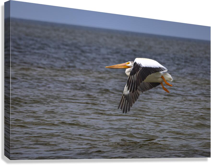 Pelican in Flight Canvas Print
