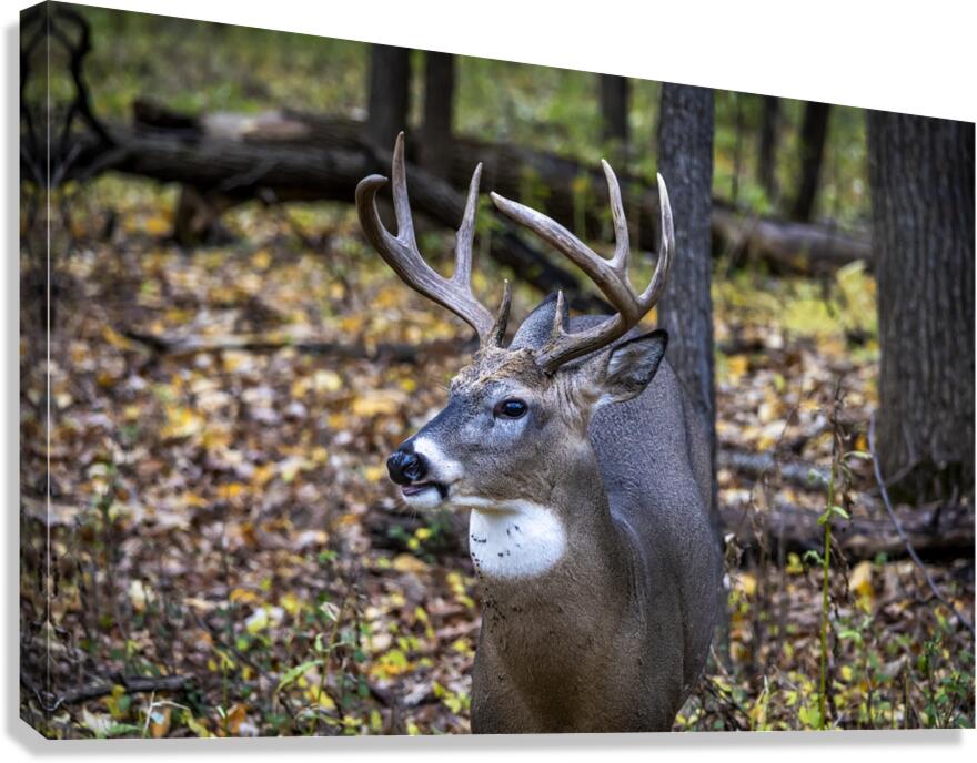 Antlers and Autumn: A Portrait of Natures Beauty Canvas Print