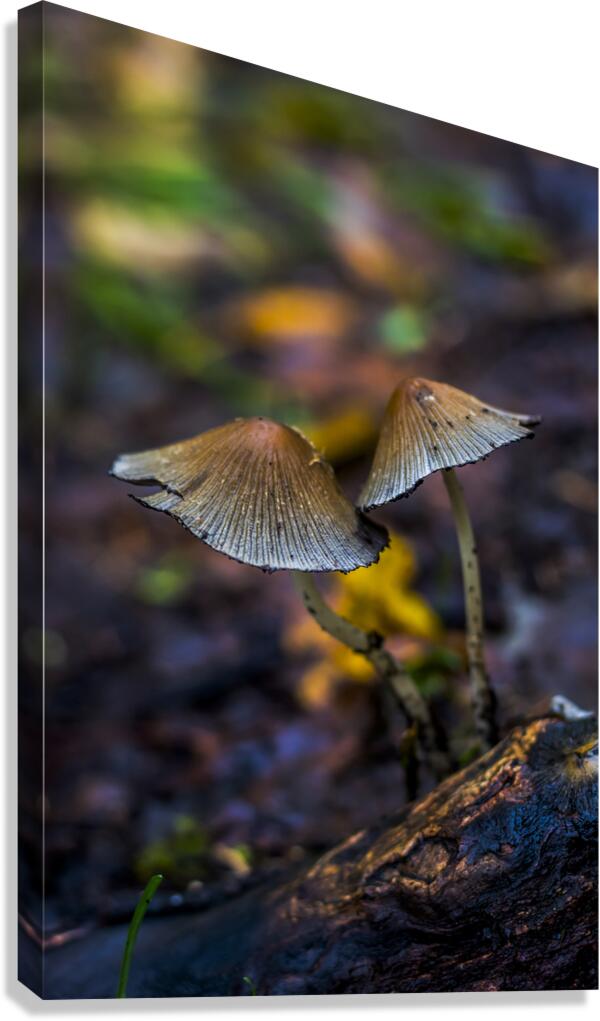 Witchy Mushrooms Canvas Print
