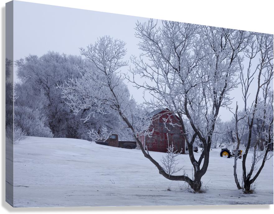 Hoarfrost Morning Over a Red Barn Canvas Print