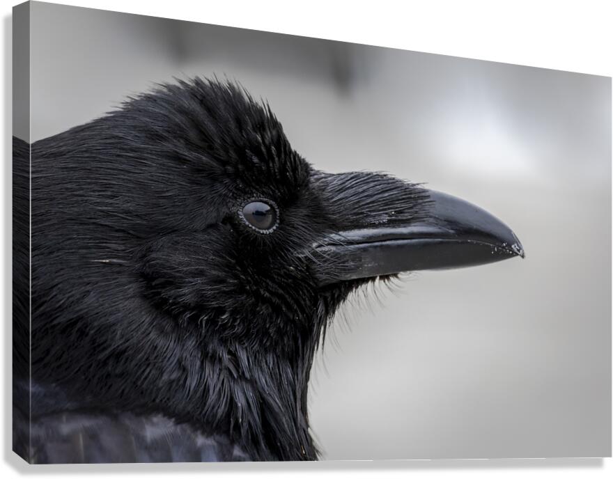 Raven Profile Canvas Print