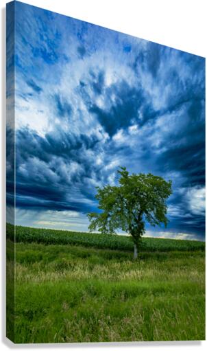 Lone Tree After the Storm Canvas Print