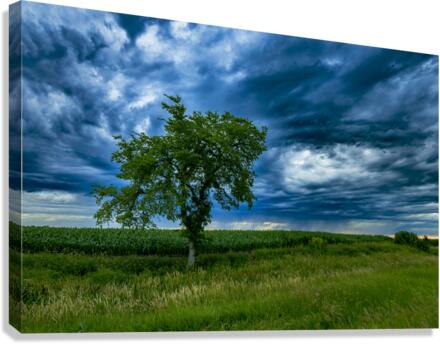Lone Tree After the Storm Canvas Print