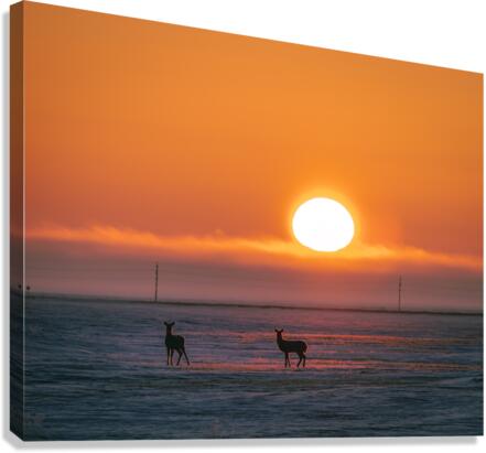 Deer in Sunrise Canvas Print