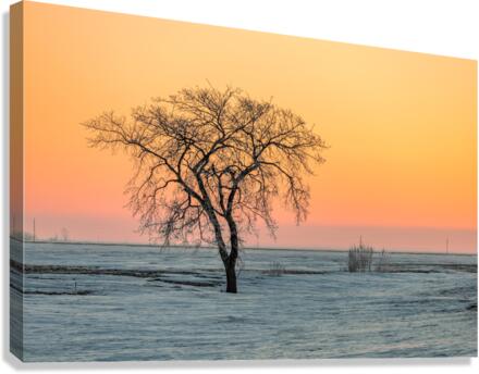 Lone Tree in Pastel Canvas Print