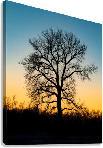 Lone Tree at Dusk Canvas Print
