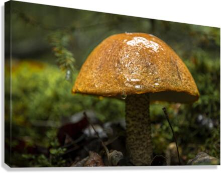 Mushroom after the rain Canvas Print