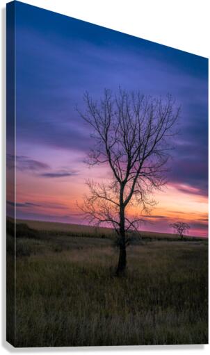Lone Tree at Sunrise Canvas Print