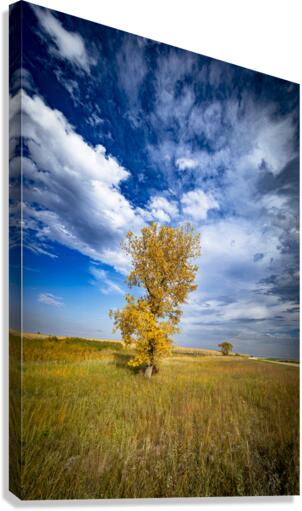 Lone Trees in the Fall Canvas Print
