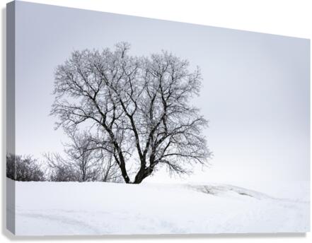 Lone Tree in Hoarfrost Canvas Print