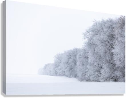 Tree Row in Hoarfrost Canvas Print