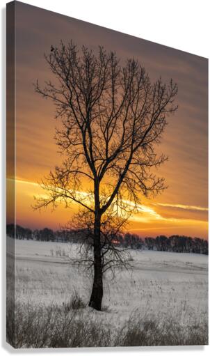 Lone Tree at Sunrise Canvas Print
