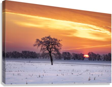 Lone Tree at Sunrise Canvas Print