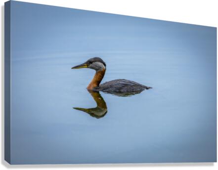 Duck Reflection Canvas Print