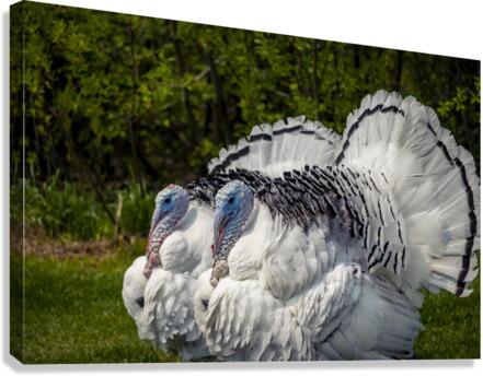 Turkeys Canvas Print