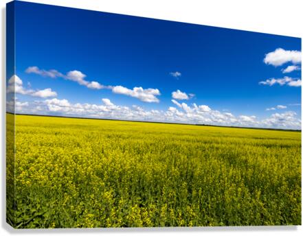 Blue and Yellow Canvas Print