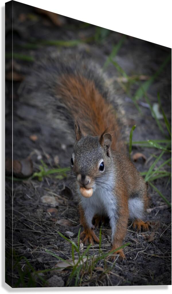 Squirrel Go Nuts Canvas Print