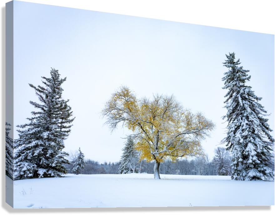 Trees Under the First Snow Canvas Print