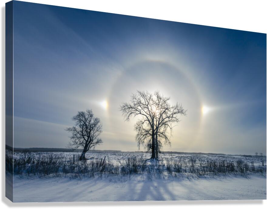 Sundogs Behind Lone Trees Canvas Print