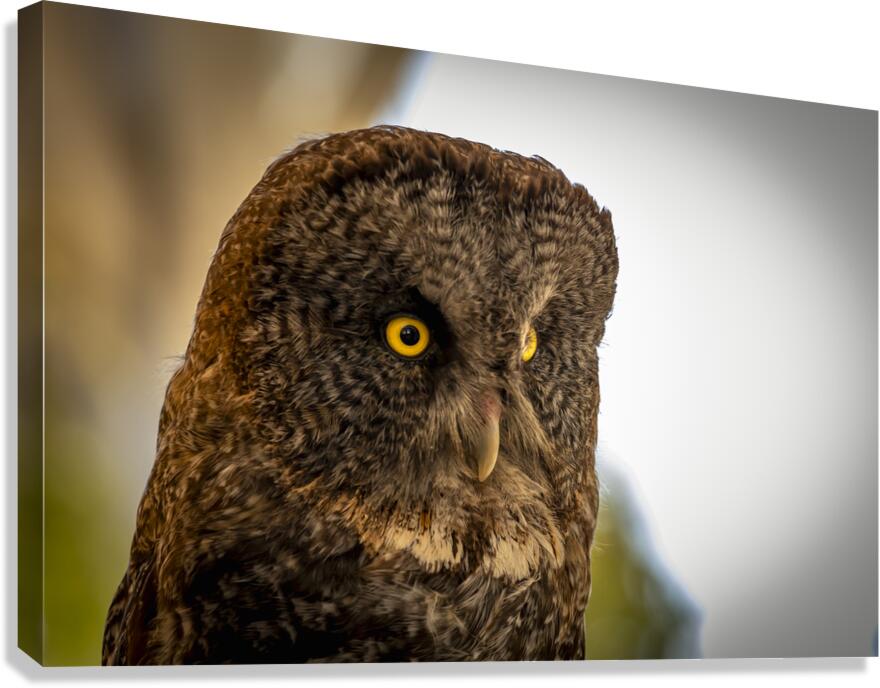 Owl Canvas Print