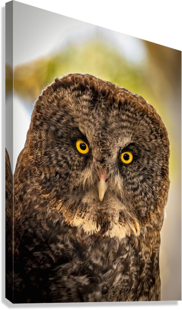 Owls Gaze Canvas Print