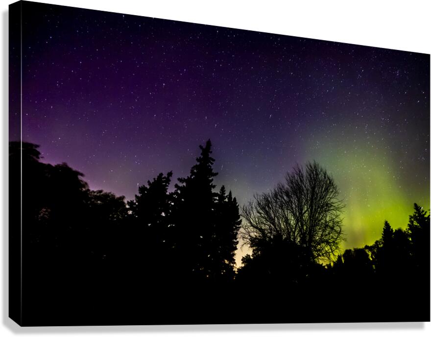 Aurora In the Woods Canvas Print