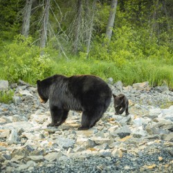 Mama Bear and its Cub