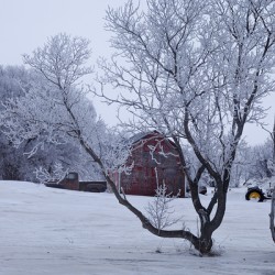 Hoarfrost Morning Over a Red Barn