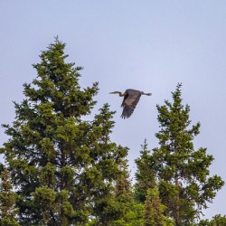 Blue Heron Over the Canopy